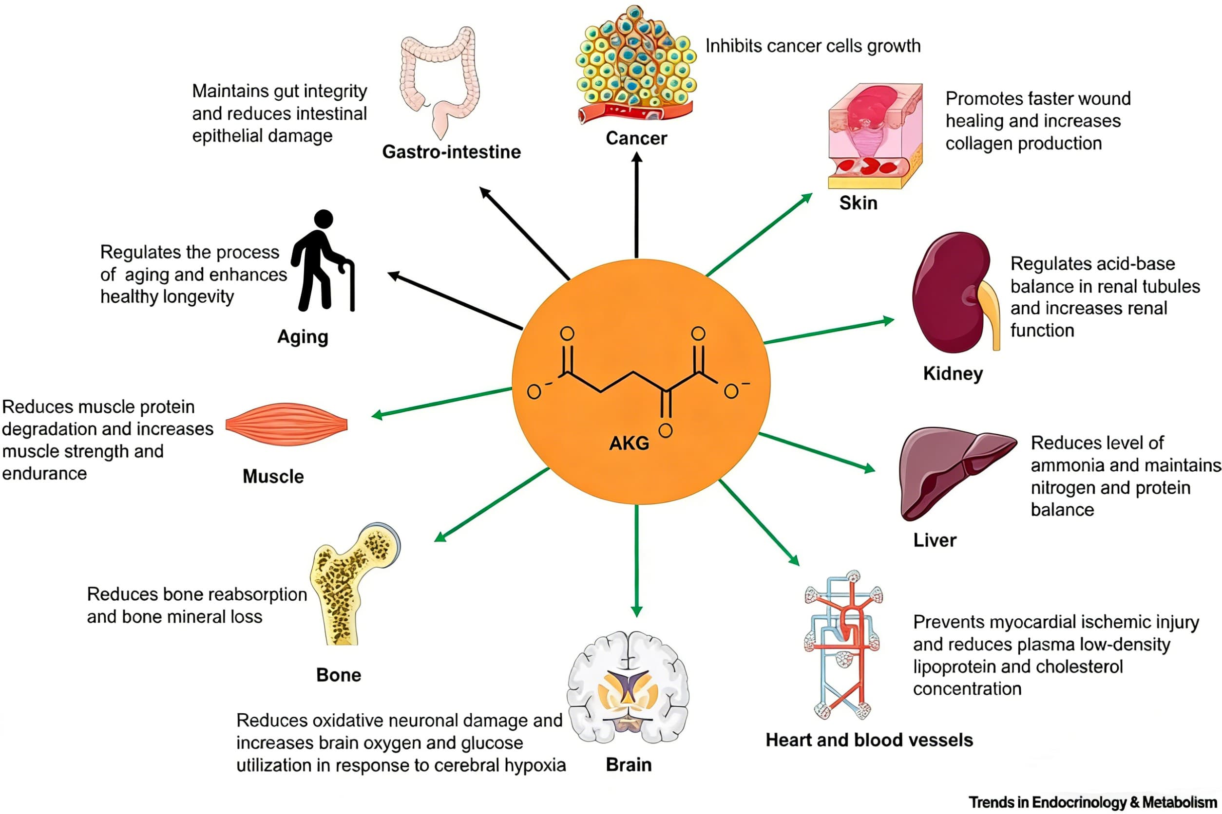 akg 作用总览_compressed.jpg